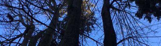 bcstudies��վ���ݷ���